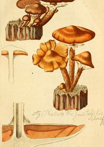 Reproducción/Reproduction 9262988876: Die essbaren schwämme des Oesterreichischen Kaiserstaates /. Wien :Geistinger,1809.