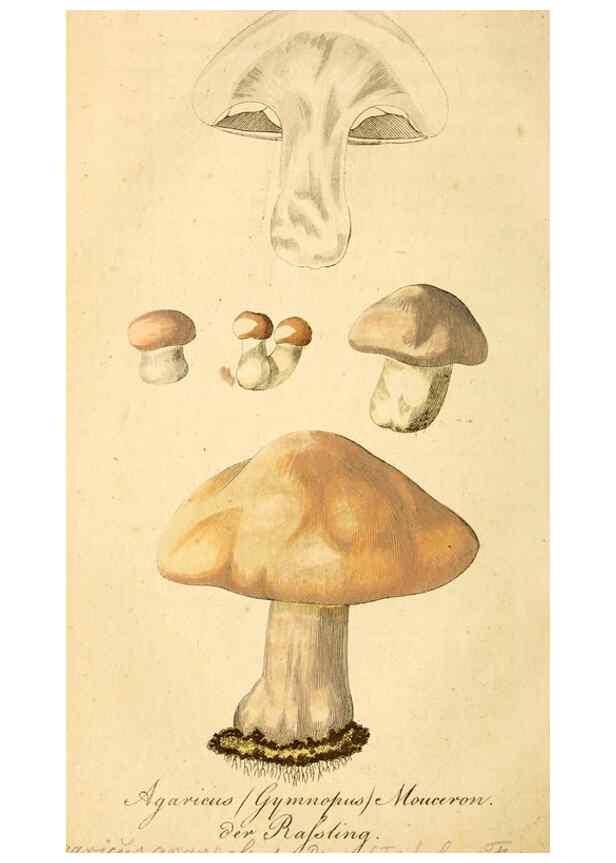 Reproducción/Reproduction 9260211929: Die essbaren schwämme des Oesterreichischen Kaiserstaates /. Wien :Geistinger,1809.