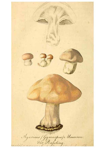Reproducción/Reproduction 9260211929: Die essbaren schwämme des Oesterreichischen Kaiserstaates /. Wien :Geistinger,1809.