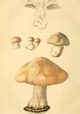Reproducción/Reproduction 9260211929: Die essbaren schwämme des Oesterreichischen Kaiserstaates /. Wien :Geistinger,1809.