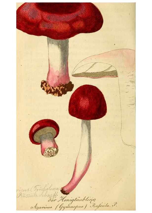 Reproducción/Reproduction 9262991310: Die essbaren schwämme des Oesterreichischen Kaiserstaates /. Wien :Geistinger,1809.