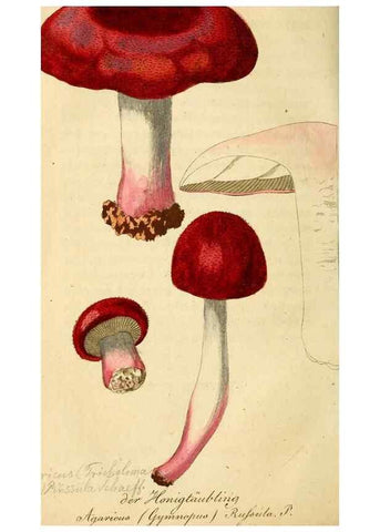 Reproducción/Reproduction 9262991310: Die essbaren schwämme des Oesterreichischen Kaiserstaates /. Wien :Geistinger,1809.