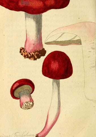 Reproducción/Reproduction 9262991310: Die essbaren schwämme des Oesterreichischen Kaiserstaates /. Wien :Geistinger,1809.