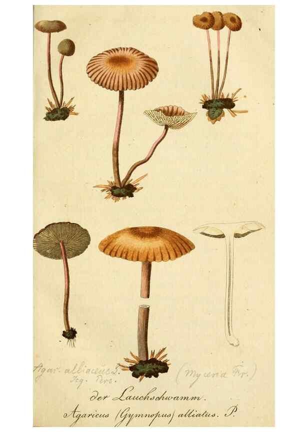 Reproducción/Reproduction 9260214531: Die essbaren schwämme des Oesterreichischen Kaiserstaates /. Wien :Geistinger,1809.