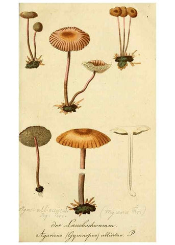 Reproducción/Reproduction 9260214531: Die essbaren schwämme des Oesterreichischen Kaiserstaates /. Wien :Geistinger,1809.