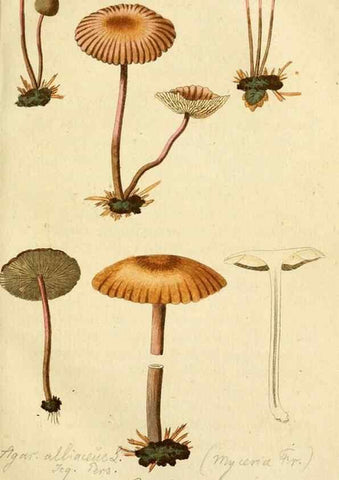 Reproducción/Reproduction 9260214531: Die essbaren schwämme des Oesterreichischen Kaiserstaates /. Wien :Geistinger,1809.
