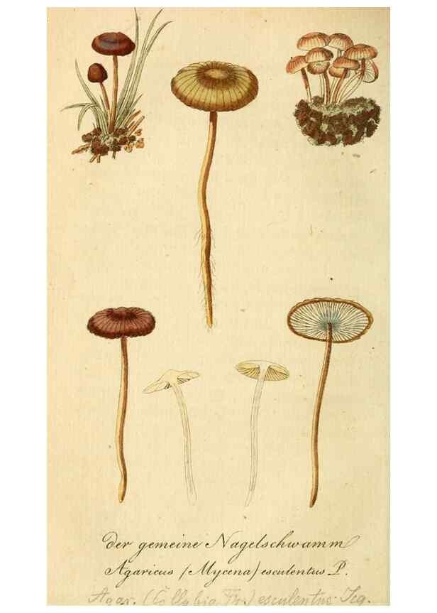 Reproducción/Reproduction 9262993876: Die essbaren schwämme des Oesterreichischen Kaiserstaates /. Wien :Geistinger,1809.