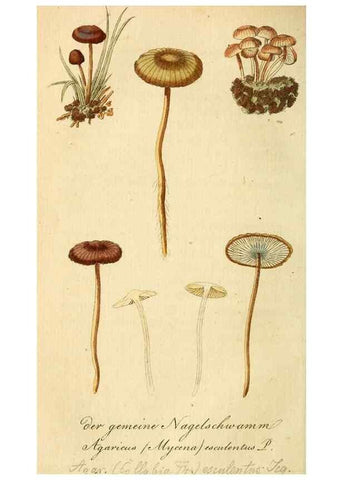 Reproducción/Reproduction 9262993876: Die essbaren schwämme des Oesterreichischen Kaiserstaates /. Wien :Geistinger,1809.