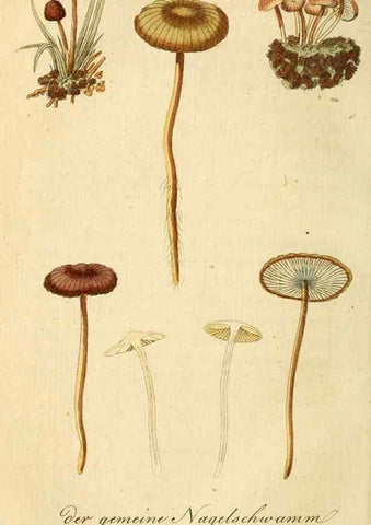 Reproducción/Reproduction 9262993876: Die essbaren schwämme des Oesterreichischen Kaiserstaates /. Wien :Geistinger,1809.