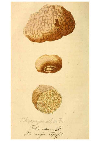 Reproducción/Reproduction 9260206561: Die essbaren schwämme des Oesterreichischen Kaiserstaates /. Wien :Geistinger,1809.