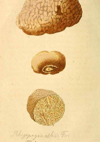 Reproducción/Reproduction 9260206561: Die essbaren schwämme des Oesterreichischen Kaiserstaates /. Wien :Geistinger,1809.
