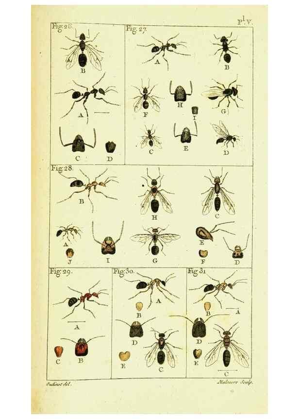 Reproducción/Reproduction 9262890286: Histoire naturelle des fourmis,. Paris,De l'impr. de Crapelet,1802.