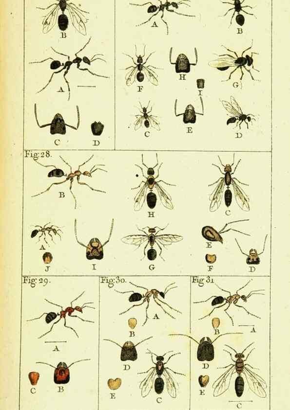 Reproducción/Reproduction 9262890286: Histoire naturelle des fourmis,. Paris,De l'impr. de Crapelet,1802.