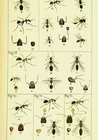 Reproducción/Reproduction 9262890286: Histoire naturelle des fourmis,. Paris,De l'impr. de Crapelet,1802.