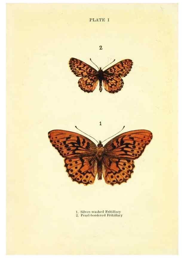 Reproducción/Reproduction 9264512384: Butterflies and moths,. London & Edinburgh,T.C. & E.C. Jack[1910]
