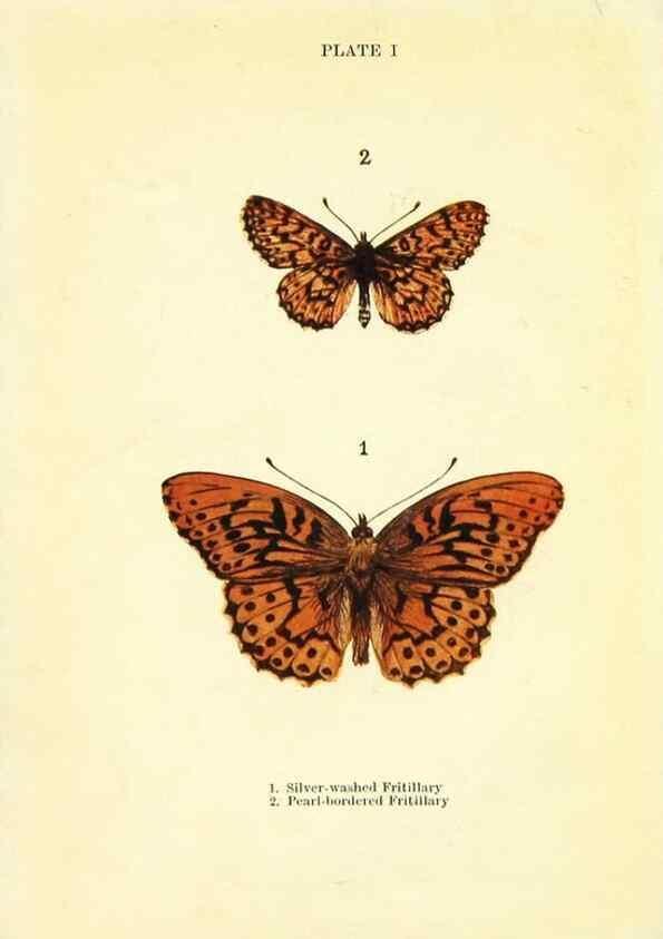 Reproducción/Reproduction 9264512384: Butterflies and moths,. London & Edinburgh,T.C. & E.C. Jack[1910]