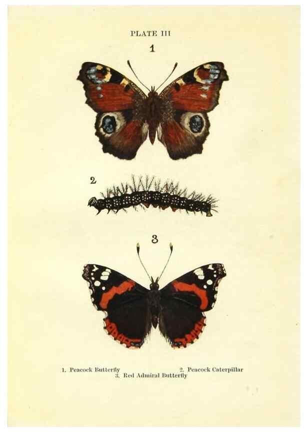 Reproducción/Reproduction 9261739071: Butterflies and moths,. London & Edinburgh,T.C. & E.C. Jack[1910]