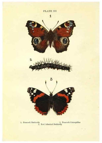 Reproducción/Reproduction 9261739071: Butterflies and moths,. London & Edinburgh,T.C. & E.C. Jack[1910]