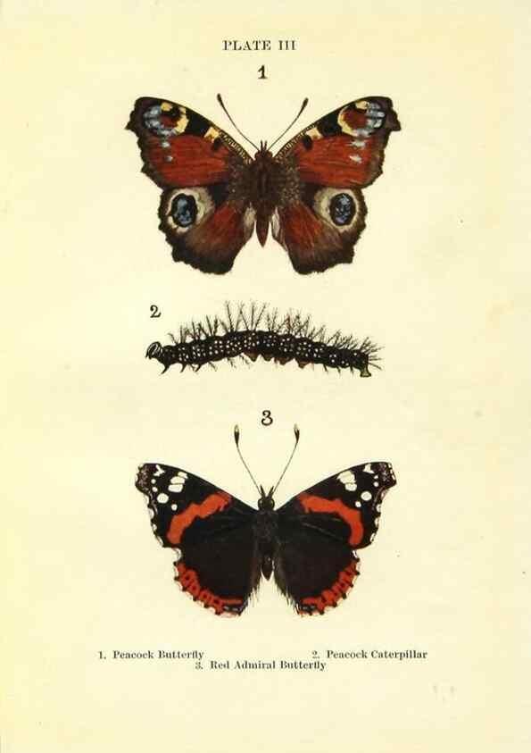 Reproducción/Reproduction 9261739071: Butterflies and moths,. London & Edinburgh,T.C. & E.C. Jack[1910]