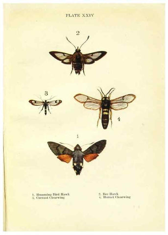 Reproducción/Reproduction 9261755759: Butterflies and moths,. London & Edinburgh,T.C. & E.C. Jack[1910]