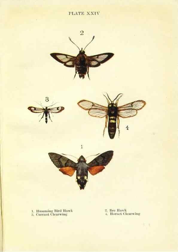 Reproducción/Reproduction 9261755759: Butterflies and moths,. London & Edinburgh,T.C. & E.C. Jack[1910]