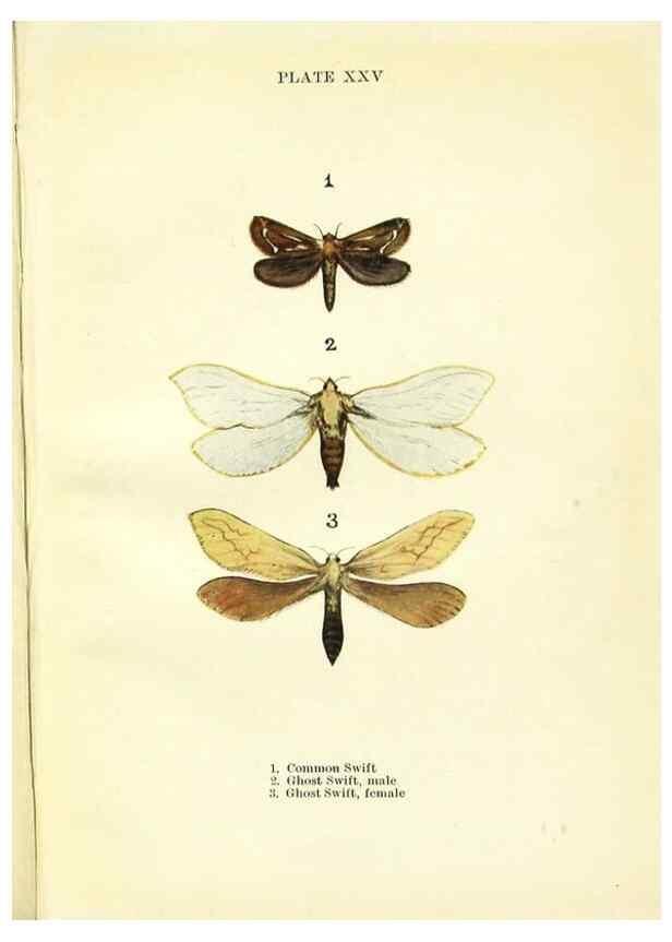 Reproducción/Reproduction 9261756583: Butterflies and moths,. London & Edinburgh,T.C. & E.C. Jack[1910]