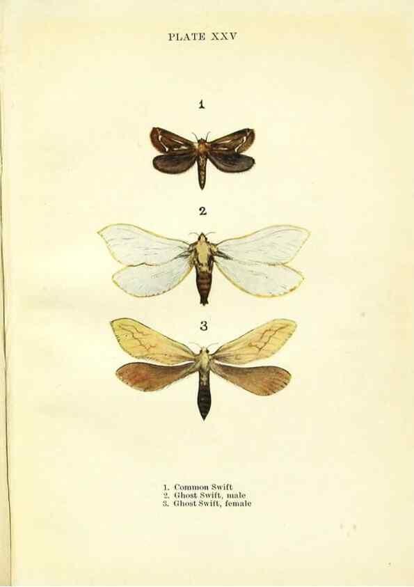 Reproducción/Reproduction 9261756583: Butterflies and moths,. London & Edinburgh,T.C. & E.C. Jack[1910]