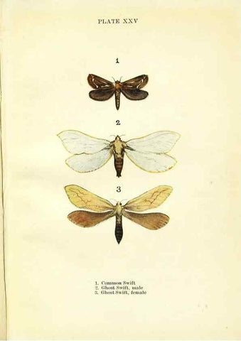 Reproducción/Reproduction 9261756583: Butterflies and moths,. London & Edinburgh,T.C. & E.C. Jack[1910]