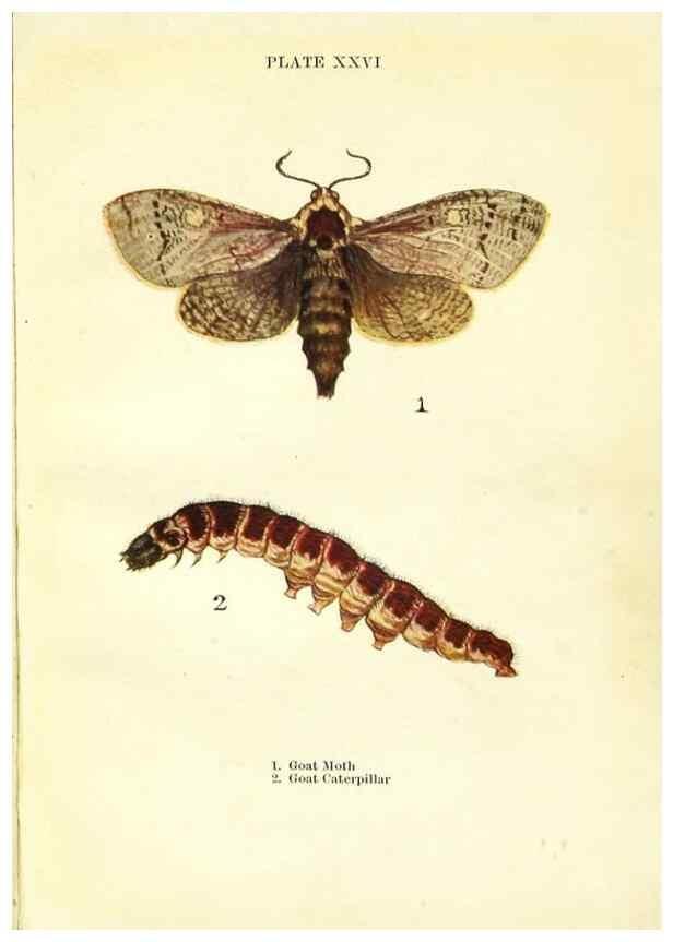 Reproducción/Reproduction 9261757319: Butterflies and moths,. London & Edinburgh,T.C. & E.C. Jack[1910]