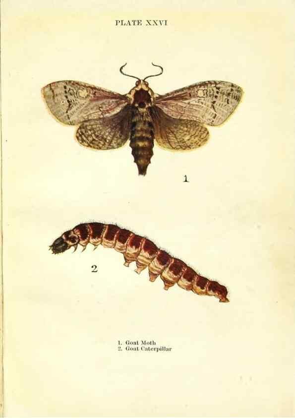 Reproducción/Reproduction 9261757319: Butterflies and moths,. London & Edinburgh,T.C. & E.C. Jack[1910]
