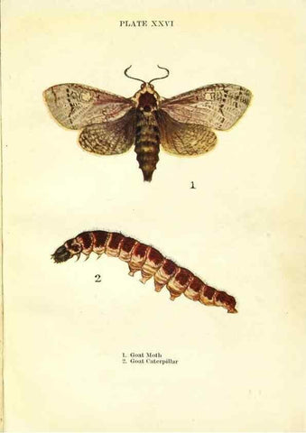 Reproducción/Reproduction 9261757319: Butterflies and moths,. London & Edinburgh,T.C. & E.C. Jack[1910]