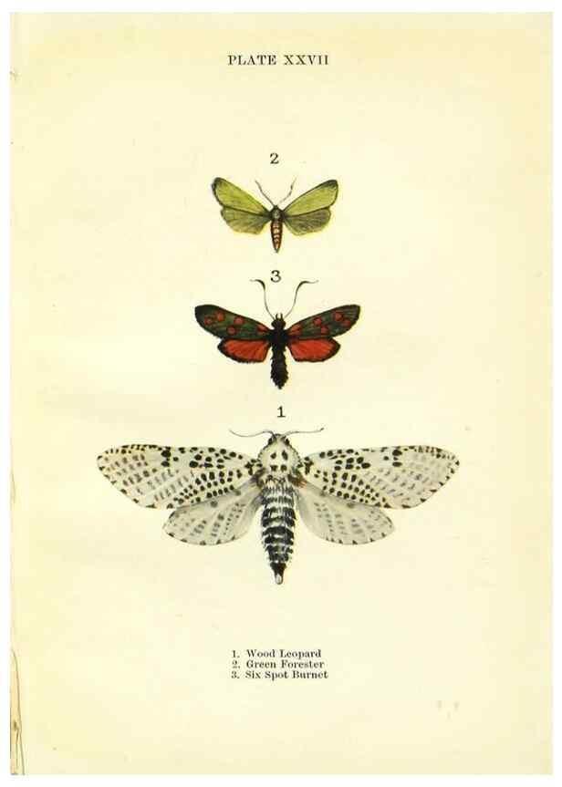 Reproducción/Reproduction 9264533380: Butterflies and moths,. London & Edinburgh,T.C. & E.C. Jack[1910]