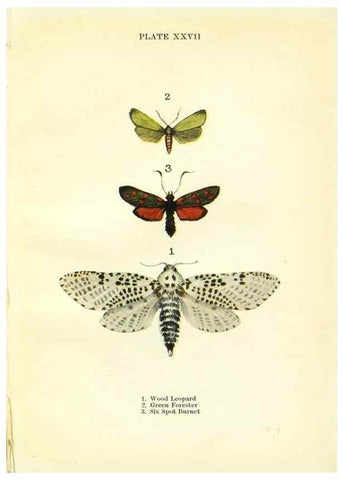 Reproducción/Reproduction 9264533380: Butterflies and moths,. London & Edinburgh,T.C. & E.C. Jack[1910]