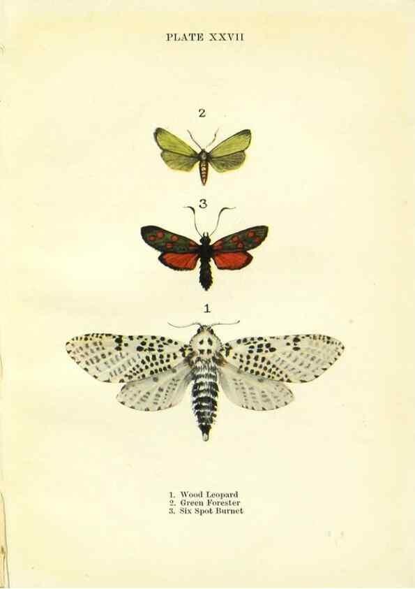 Reproducción/Reproduction 9264533380: Butterflies and moths,. London & Edinburgh,T.C. & E.C. Jack[1910]