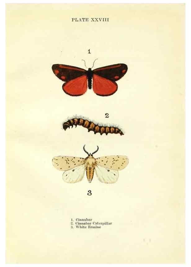 Reproducción/Reproduction 9264534114: Butterflies and moths,. London & Edinburgh,T.C. & E.C. Jack[1910]