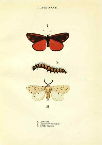 Reproducción/Reproduction 9264534114: Butterflies and moths,. London & Edinburgh,T.C. & E.C. Jack[1910]