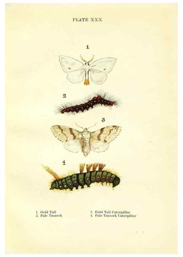 Reproducción/Reproduction 9264535636: Butterflies and moths,. London & Edinburgh,T.C. & E.C. Jack[1910]