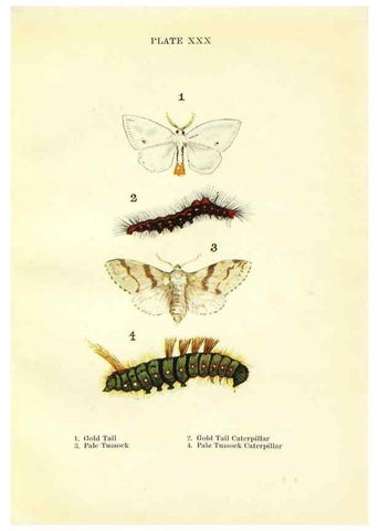 Reproducción/Reproduction 9264535636: Butterflies and moths,. London & Edinburgh,T.C. & E.C. Jack[1910]