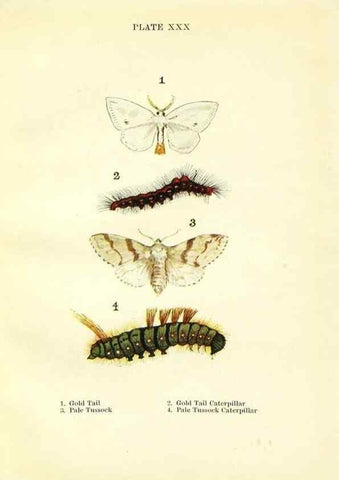 Reproducción/Reproduction 9264535636: Butterflies and moths,. London & Edinburgh,T.C. & E.C. Jack[1910]