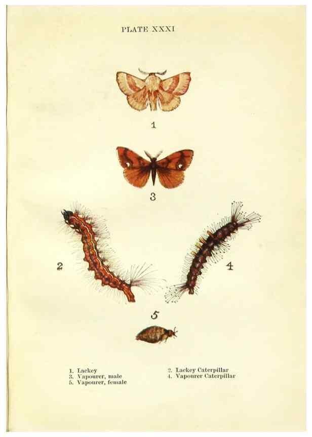 Reproducción/Reproduction 9264536384: Butterflies and moths,. London & Edinburgh,T.C. & E.C. Jack[1910]