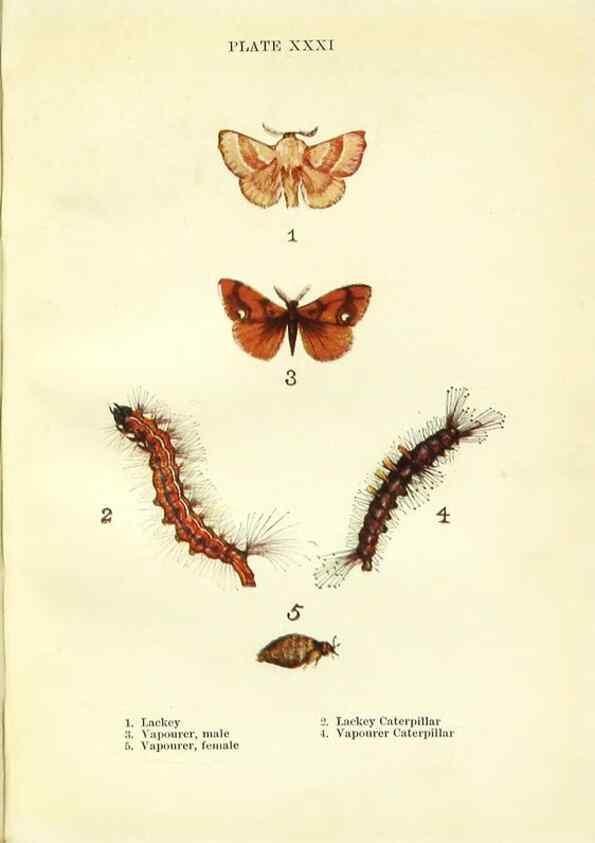 Reproducción/Reproduction 9264536384: Butterflies and moths,. London & Edinburgh,T.C. & E.C. Jack[1910]