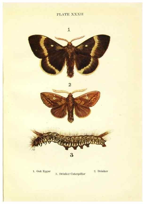 Reproducción/Reproduction 9264537096: Butterflies and moths,. London & Edinburgh,T.C. & E.C. Jack[1910]