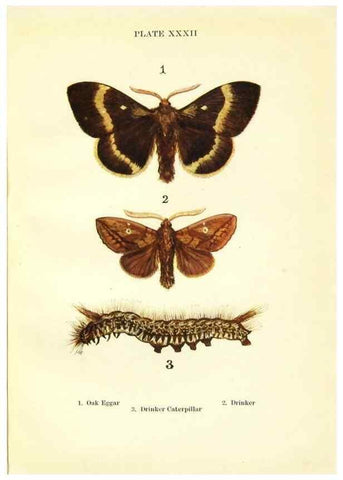 Reproducción/Reproduction 9264537096: Butterflies and moths,. London & Edinburgh,T.C. & E.C. Jack[1910]