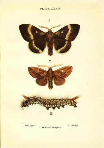 Reproducción/Reproduction 9264537096: Butterflies and moths,. London & Edinburgh,T.C. & E.C. Jack[1910]