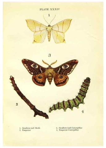 Reproducción/Reproduction 9261763001: Butterflies and moths,. London & Edinburgh,T.C. & E.C. Jack[1910]