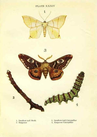 Reproducción/Reproduction 9261763001: Butterflies and moths,. London & Edinburgh,T.C. & E.C. Jack[1910]