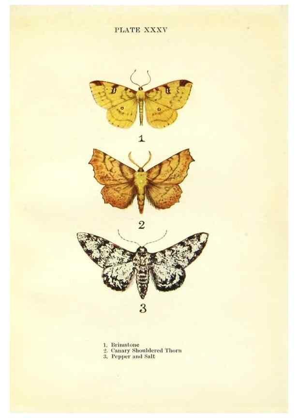 Reproducción/Reproduction 9264539182: Butterflies and moths,. London & Edinburgh,T.C. & E.C. Jack[1910]