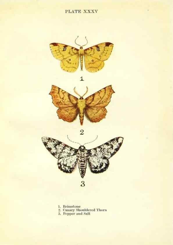 Reproducción/Reproduction 9264539182: Butterflies and moths,. London & Edinburgh,T.C. & E.C. Jack[1910]