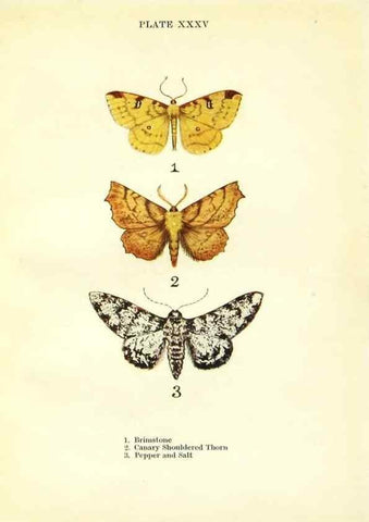 Reproducción/Reproduction 9264539182: Butterflies and moths,. London & Edinburgh,T.C. & E.C. Jack[1910]