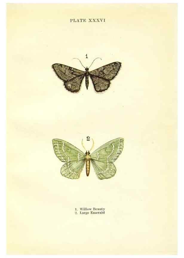 Reproducción/Reproduction 9264539858: Butterflies and moths,. London & Edinburgh,T.C. & E.C. Jack[1910]